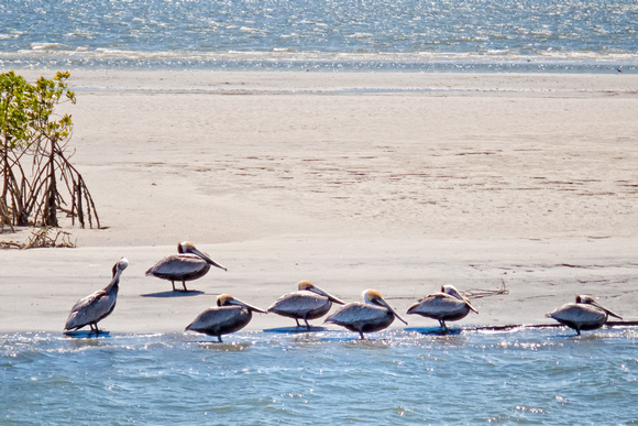 Pelicans at Ponce Inlet