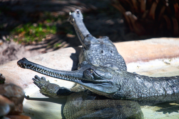 Indian gharial (Gavialis gangeticus)