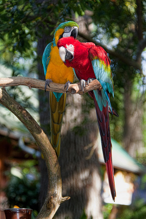 Some Ting to say_ Macaws at the Alligator Farm