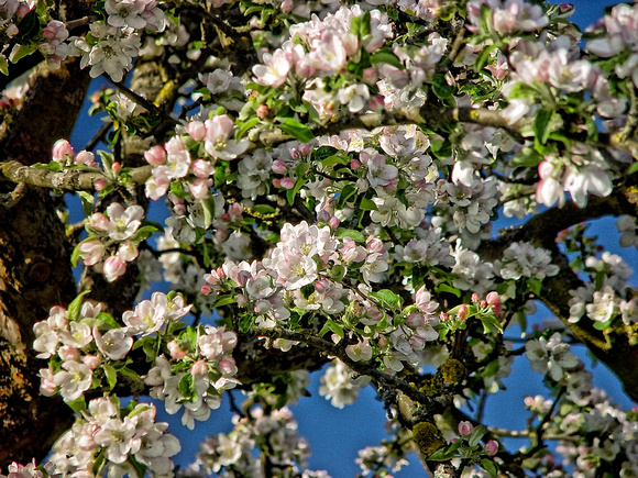Apple Blossoms 2
