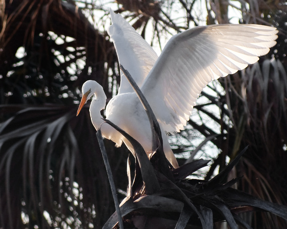Great Egret stretches wings