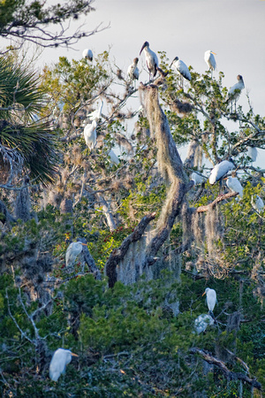 Wood Storks and Great Egrets settling in for the night